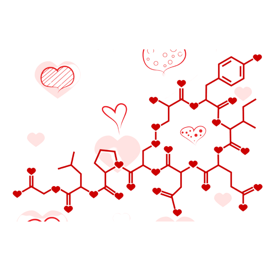 Chemical equation of love